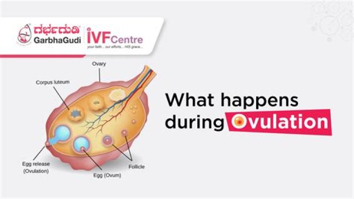 How long does it take for Clomid to make you ovulate?