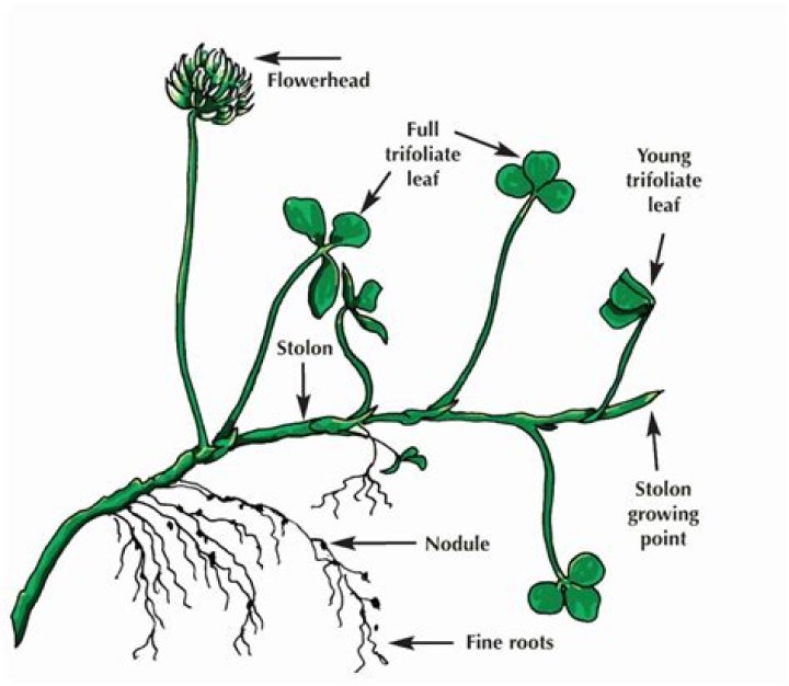 How long does it take for red clover to germinate