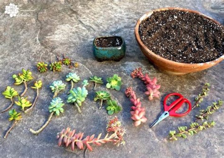 How long does it take for succulent cuttings to grow roots