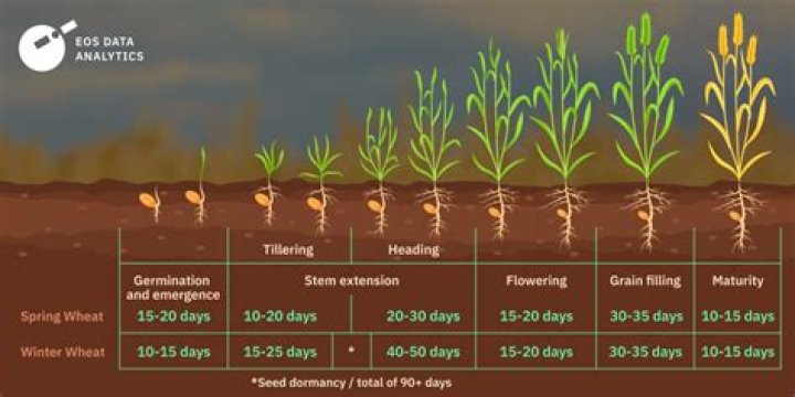 How long does it take for Tabasco peppers to grow