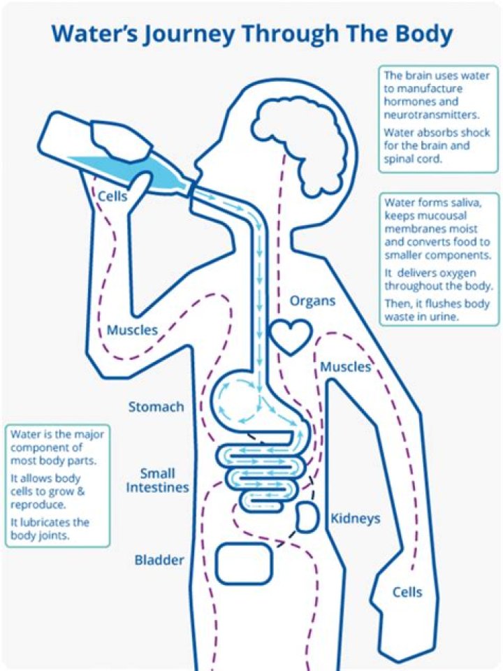 How long does it take for water to pass through your kidneys?