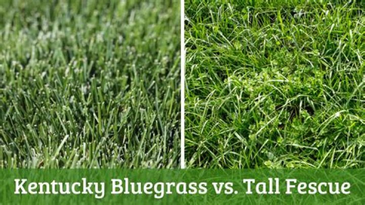 How long does it take Kentucky bluegrass to sprout?
