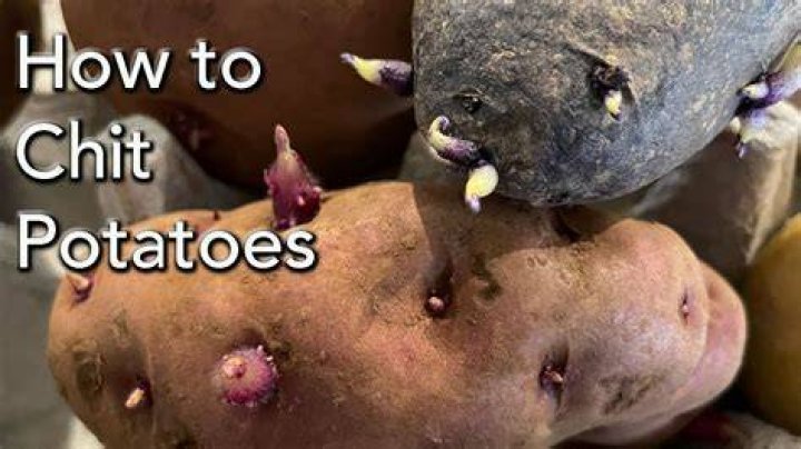 how long does it take to chit potatoes