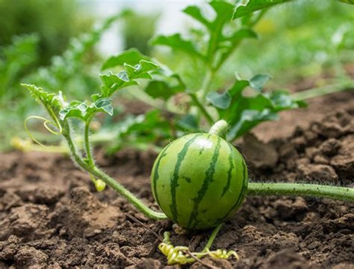 how long does it take to grow a watermelon