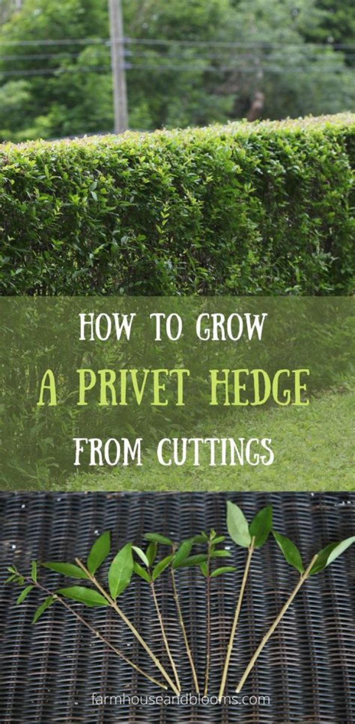 How long does privet hedge live