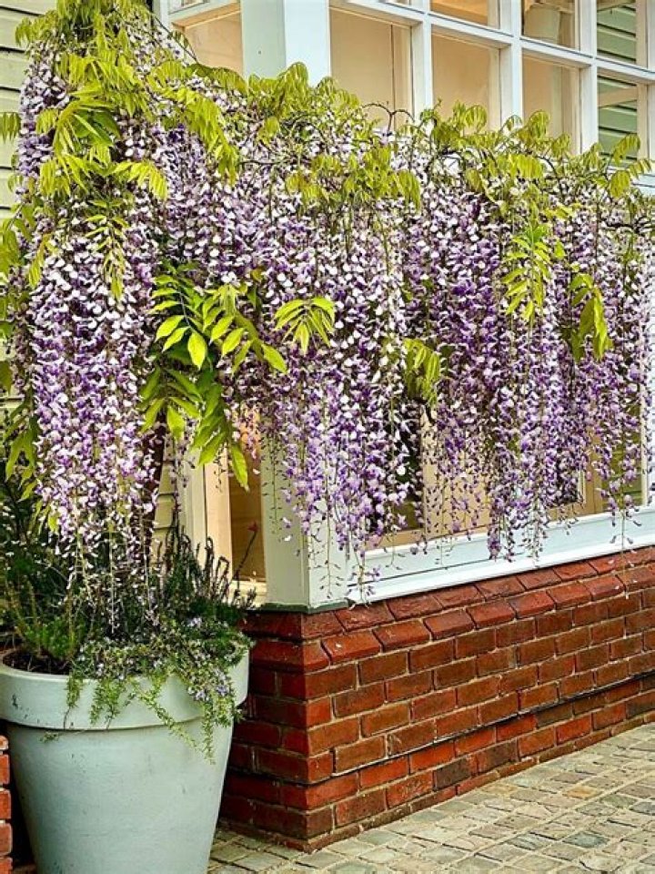 How long does wisteria take to flower