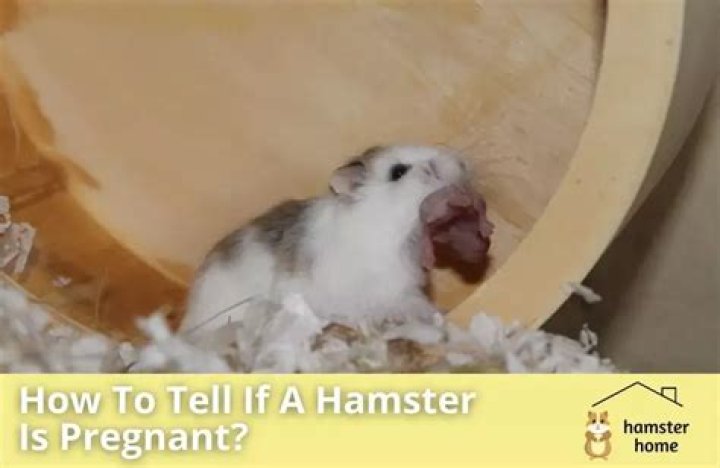 how long is a hamster pregnant