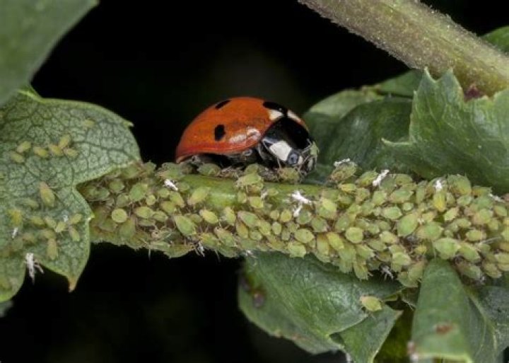 how many aphids can a ladybug eat