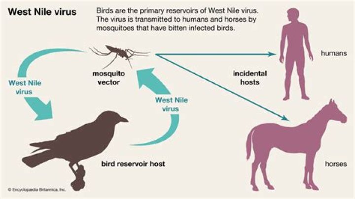 How many birds have tested positive for West Nile virus in California