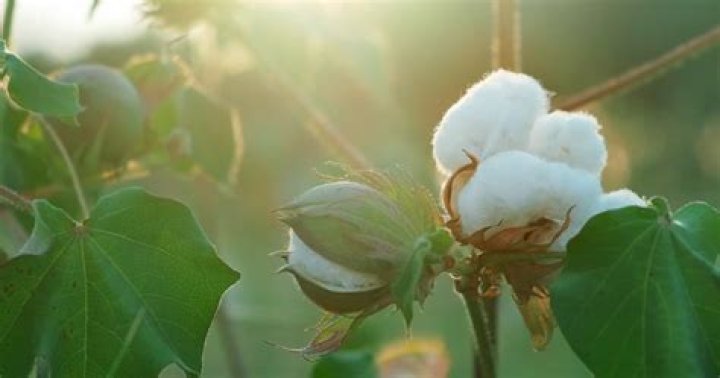 How many bolls does a cotton plant produce