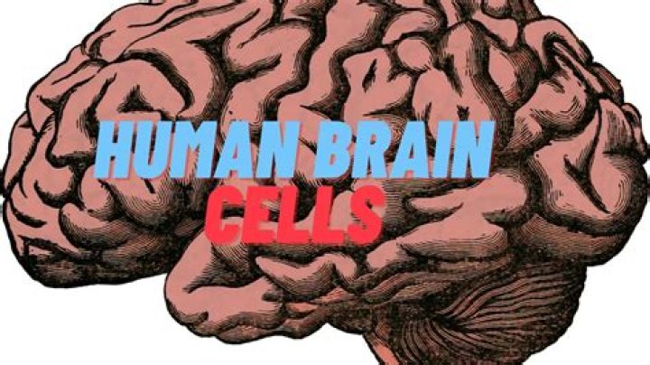 how many brain cells does a human have