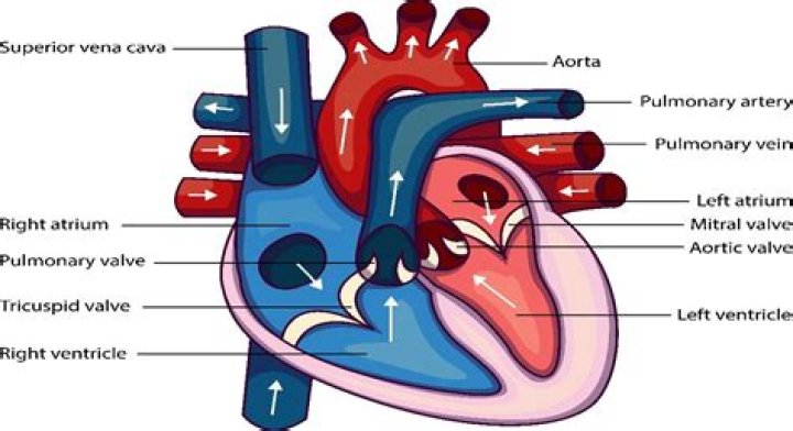 how many chambers does the heart have