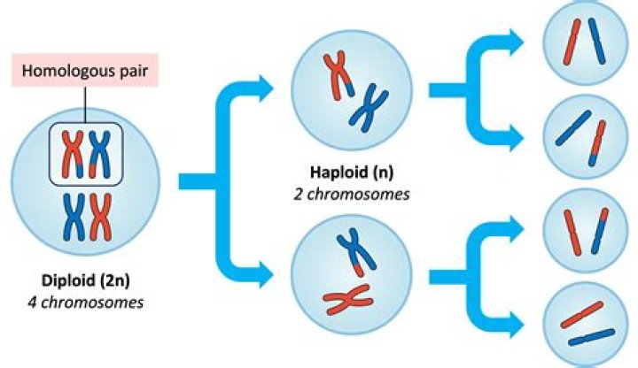 How many chromosomes are in haploid