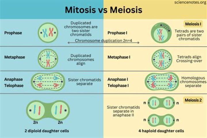 how many divisions are in mitosis
