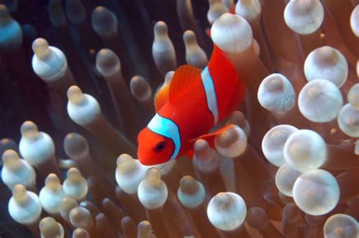how many eggs do clownfish lay