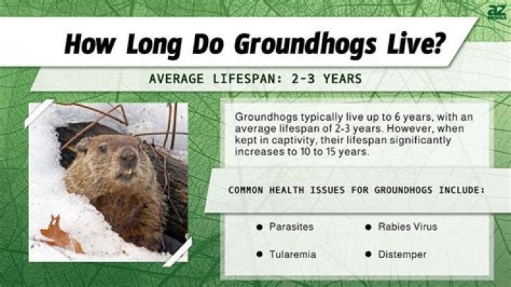 How many groundhogs live in a hole?
