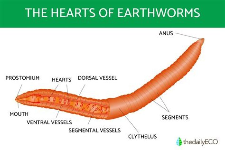 how many hearts does an earthworm have
