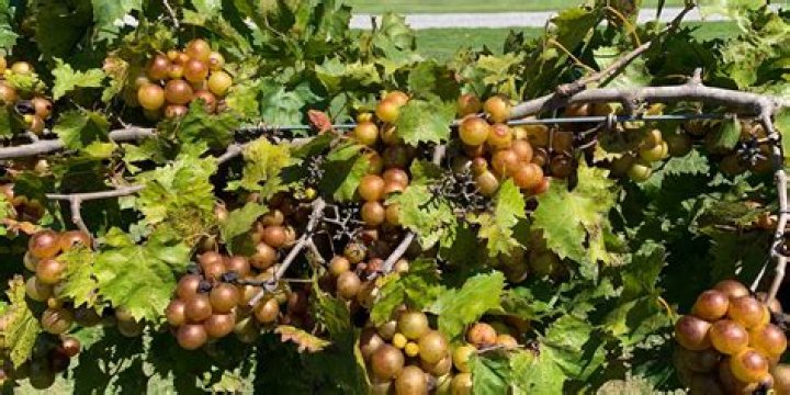 How many muscadines does it take to make 5 gallons of wine?