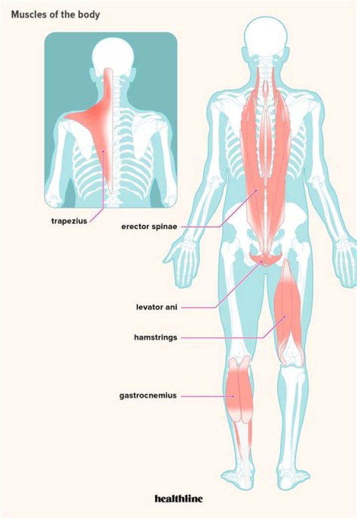 how many muscles are in the human body