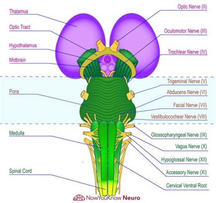 How many nerves originate from the brainstem
