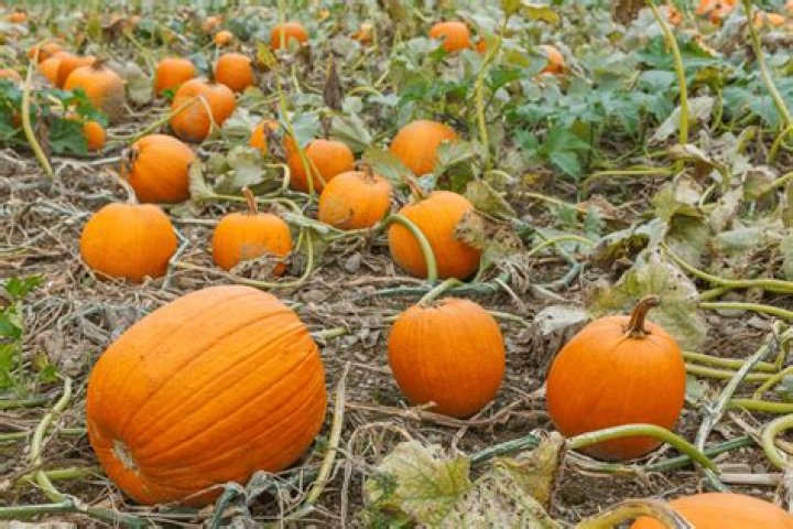 How many pumpkins are grown each year in US