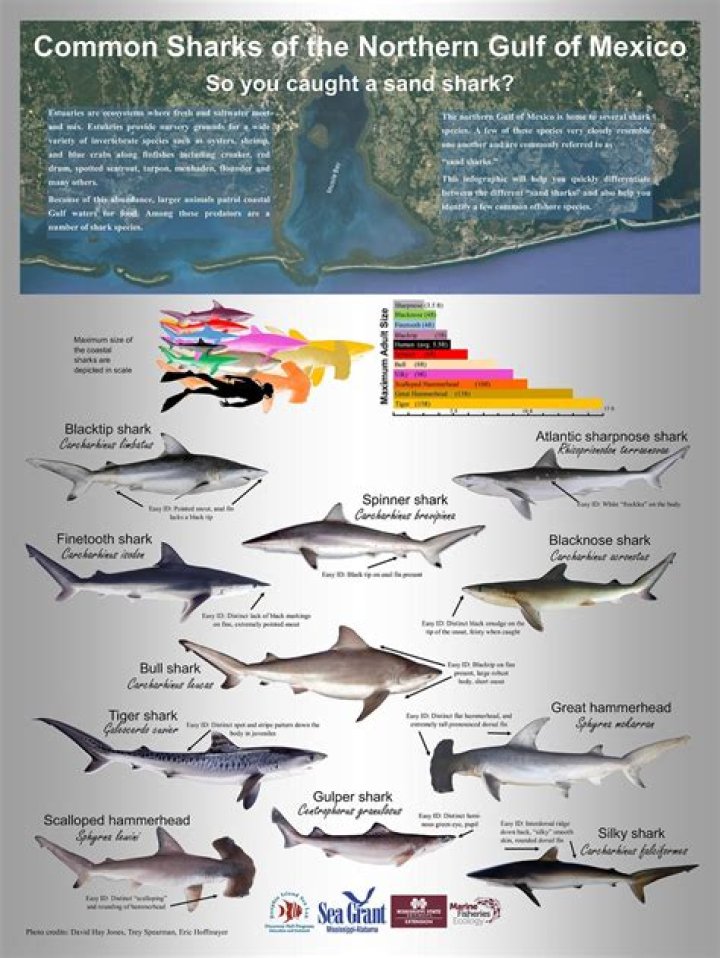 How many species of fish are there in the Gulf of Mexico
