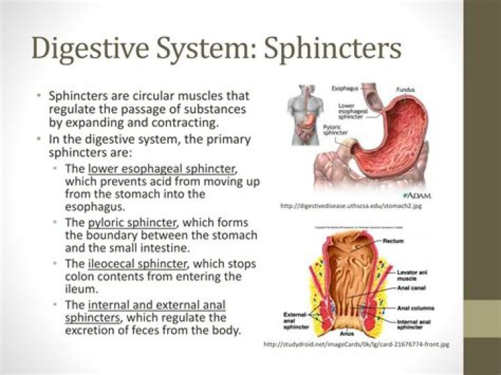 How many sphincters are in the GI tract