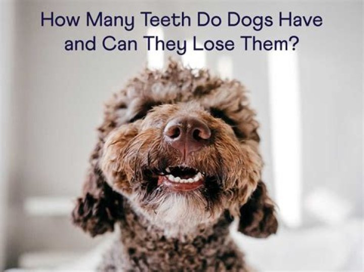 how many teeth do pigs have