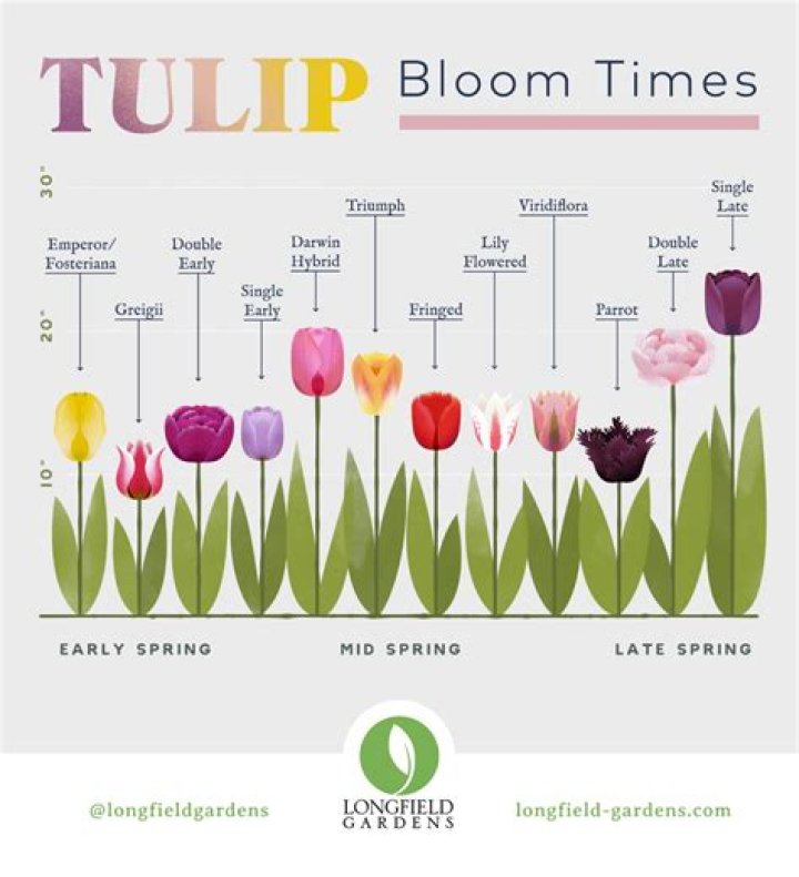 How many times a year do tulips bloom