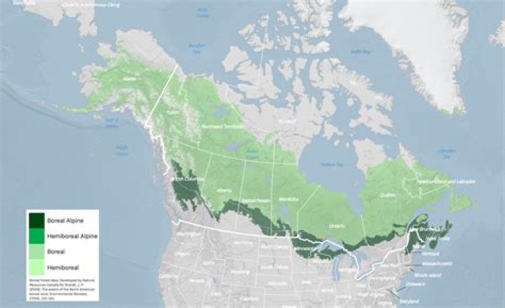 How many trees are there in North America