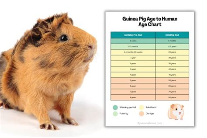 How many varieties of guinea pigs are there