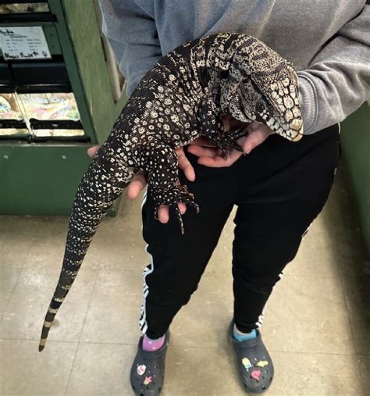How much do black and white Tegus weigh?