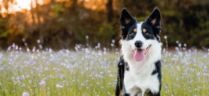 How much do Merle Border Collies cost?