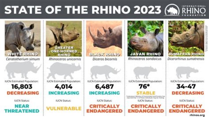 How much do rhinos eat a day