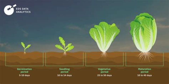 how much does a head of lettuce weigh