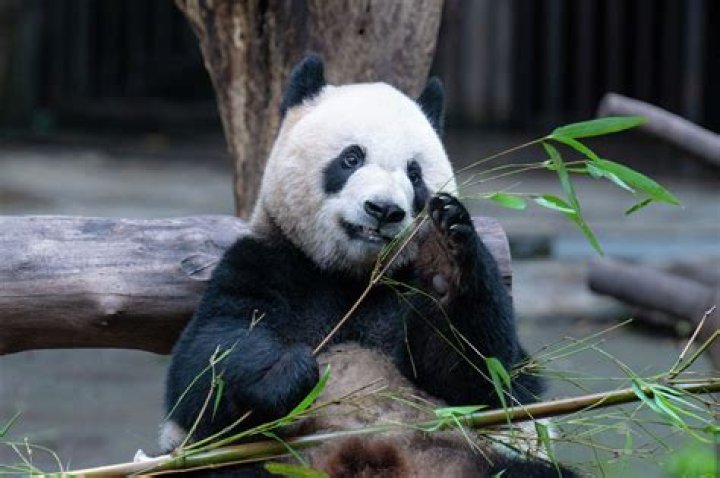how much does a panda cost