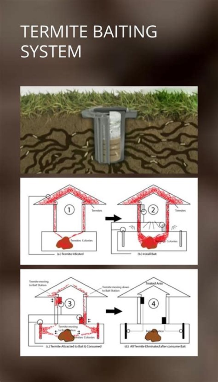 How much does a termite bait system cost?