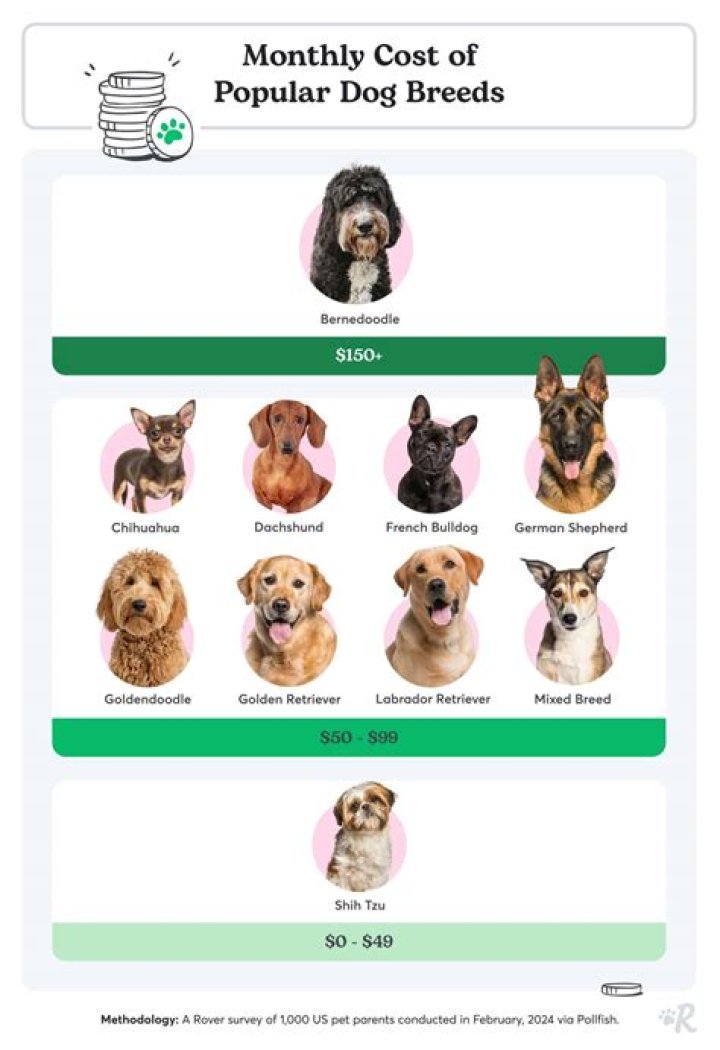 How much does dog TV cost