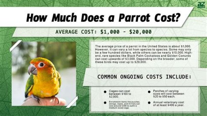 How much does Piwis cost?