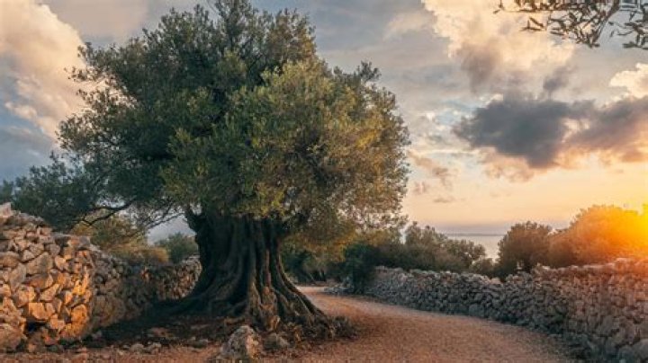 How much is a 100 year old olive tree