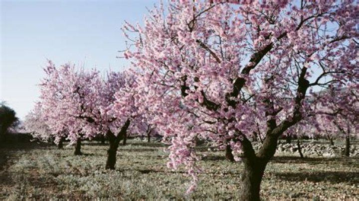 How much is a almond tree