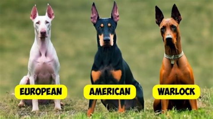 How much should you pay for a Doberman?
