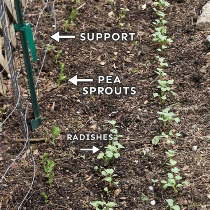 How much space do snap peas need to grow
