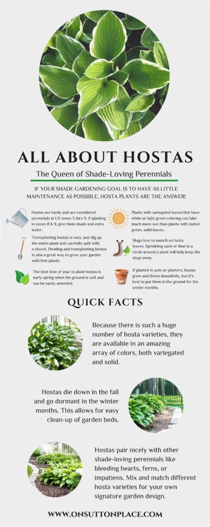 how much sun can hostas take