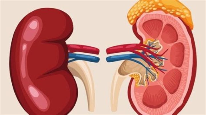 How much urine does a healthy kidney produce