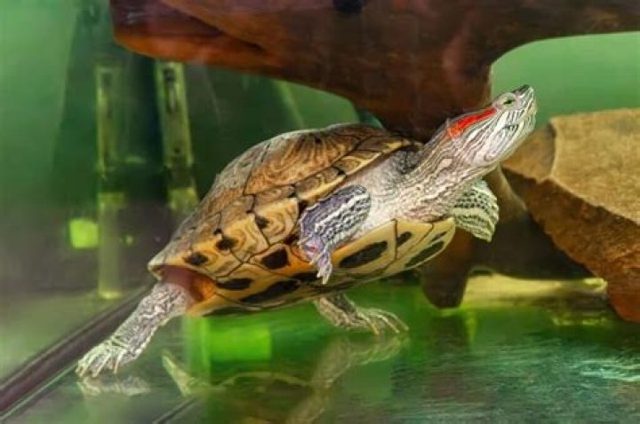 how much water should be in a turtle tank