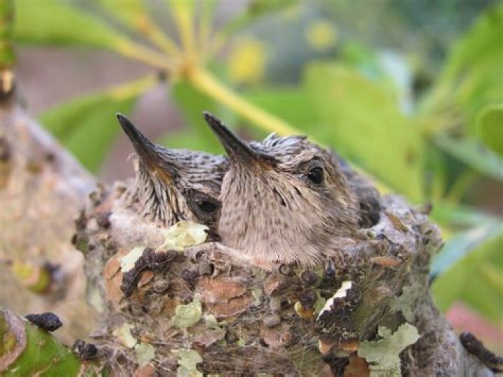 How often do hummingbirds have babies