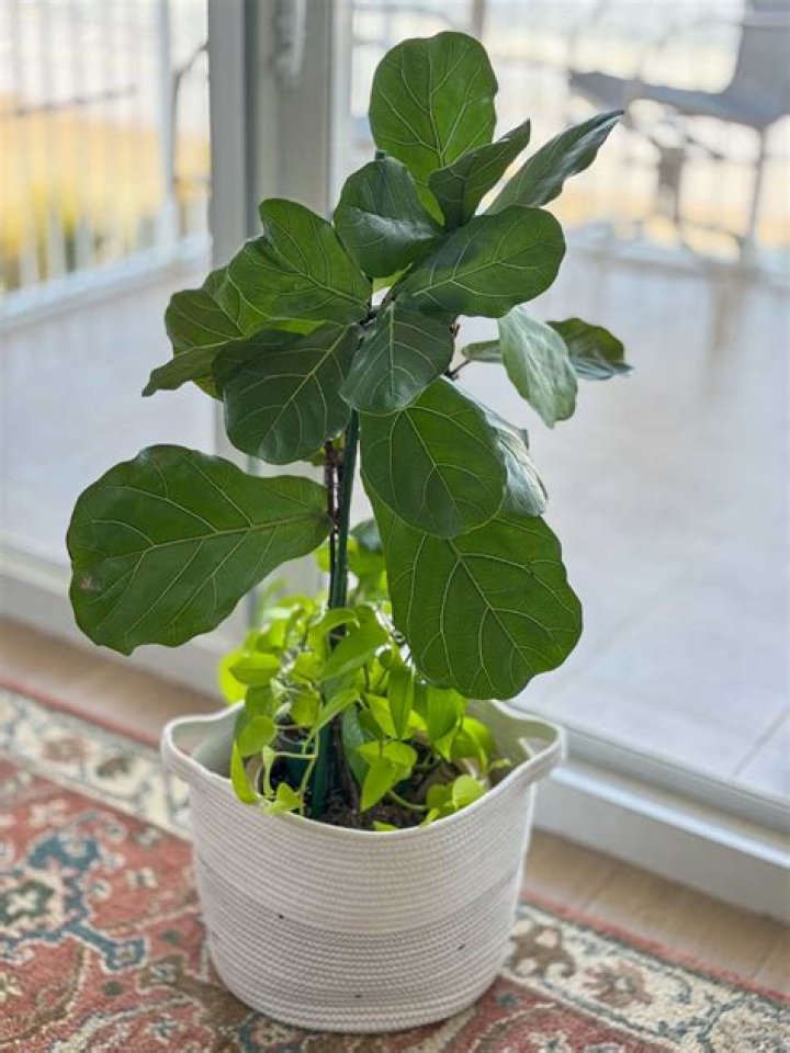How often do I water a fiddle leaf fig
