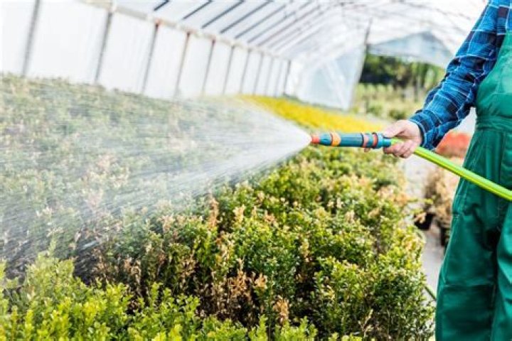How often do nurseries water plants