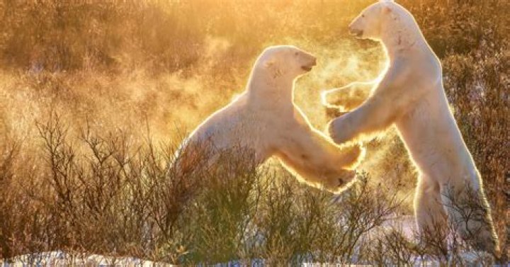 How often do polar bears reproduce